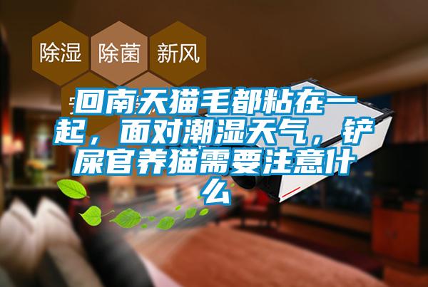 回南天貓毛都粘在一起，面對潮濕天氣，鏟屎官養貓需要注意什么