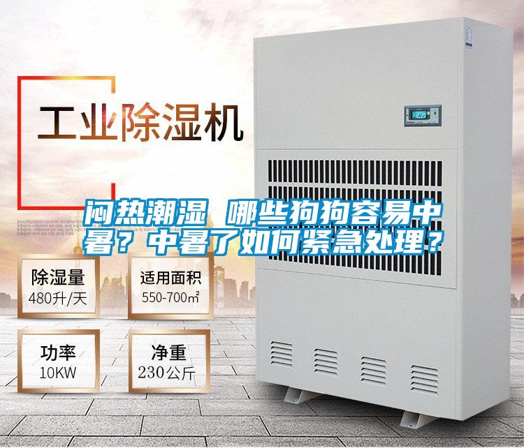 悶熱潮濕 哪些狗狗容易中暑？中暑了如何緊急處理？