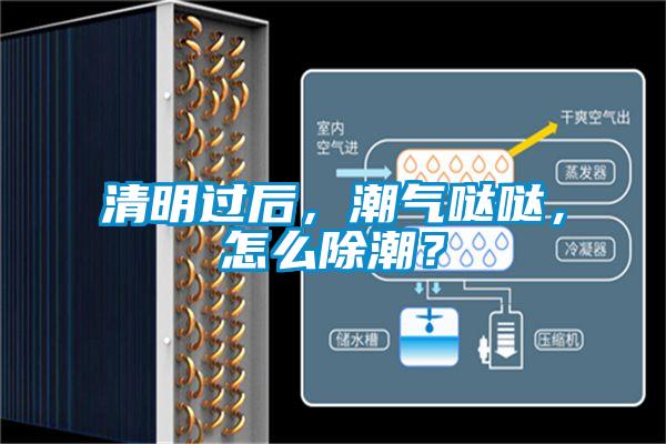 清明過后，潮氣噠噠，怎么除潮？