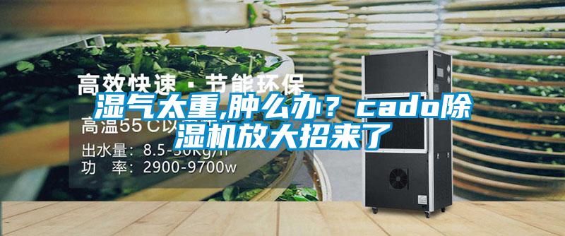 濕氣太重,腫么辦？cado除濕機放大招來了